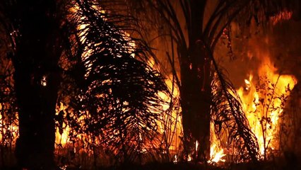 Noruega vai retomar ajuda ao Brasil contra o desmatamento