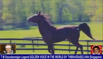 Old Is Gold (evergreen) T M Soundararajan Legend Vol 228   horse  song  1,