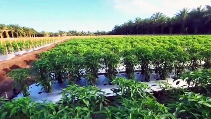 kebun cabe modern - pertanian modern indonesia - by hs project