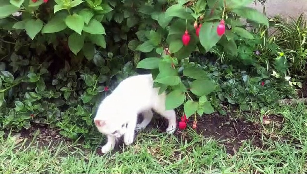 Kucing Menggemaskan