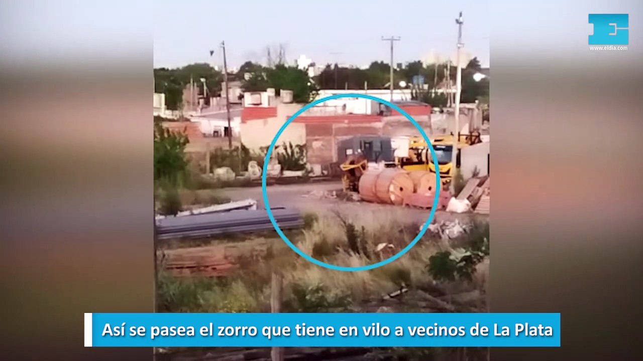 Así se pasea el zorro que tiene en vilo a vecinos de La Plata