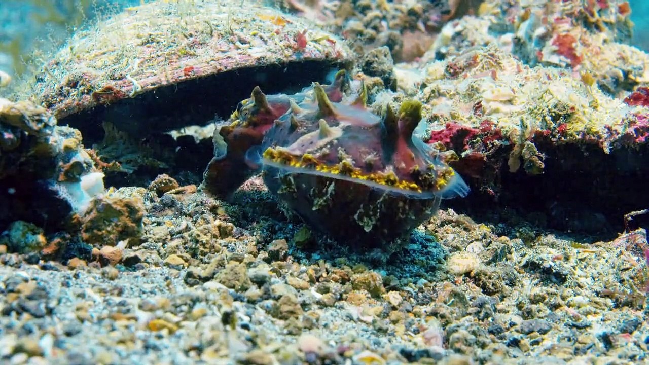 Ein perfekter Planet Staffel 1 Folge 4 HD Deutsch