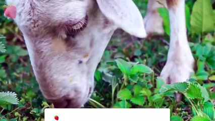 Cute Animal : Cat, Dog,Cow, Monkey - real animal sound