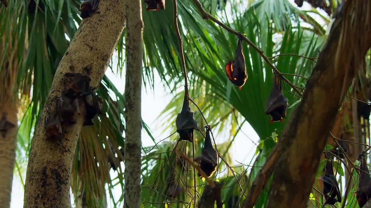 Sieben Kontinente - Ein Planet Staffel 1 Folge 4 HD Deutsch