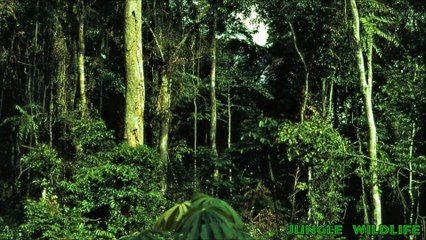 African Instrumental Music  Jungle Wildlife