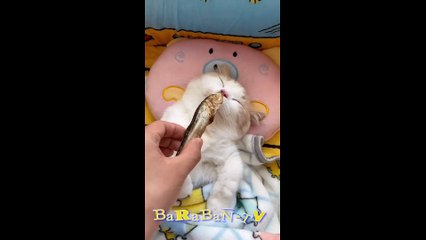 얽힌 이야기!  기분 좋은 재미있는 고양이 모음집!