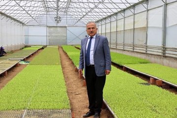 Ordu'nun fide üretim merkezi