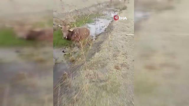 Bataklığa saplanan ineği itfaiye ekipleri kurtardı