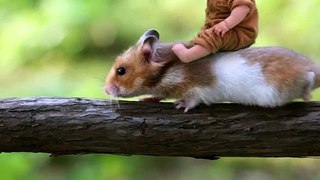 tikus raksasa ditemukan, tikus terbesar di dunia, tikus raksasa kartun