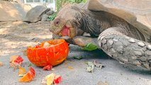 Animals Have Halloween Feast at Taipei Zoo - TaiwanPlus News