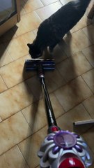 Cat Gets a Vacuum Scare