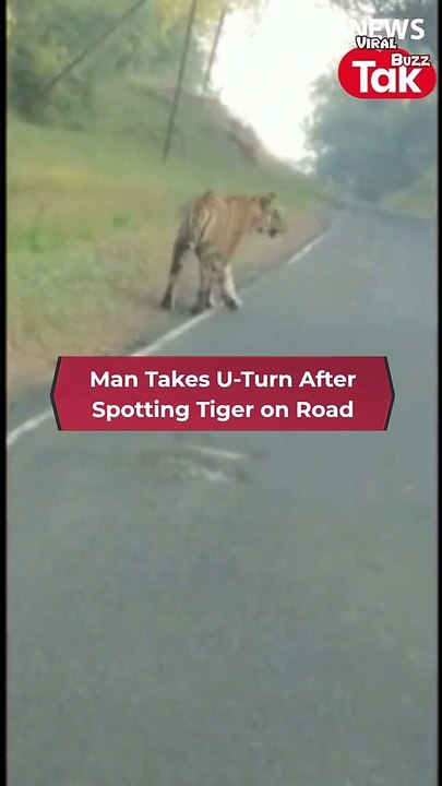 Man Takes U-Turn After Spotting Tiger on Road