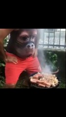 monkey's efforts #shorts