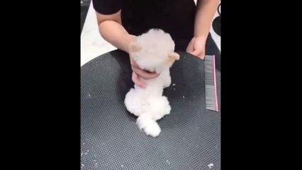 Funny and Cute Pomeranian Videos #4 _ Cutest Puppies