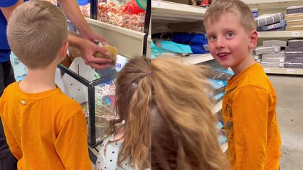 Mom rewards son's responsible behavior by surprising him with 2 guinea pigs