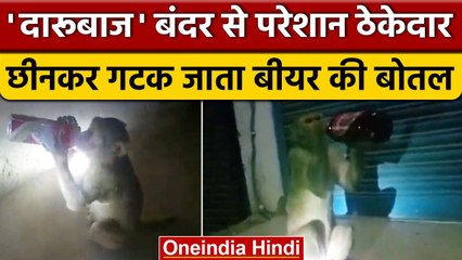 रायबरेली में शराबी हो गया बंदर, लोगों से छीनकर एक सांस में गटक जाता है बियर | वनइंडिया हिंदी