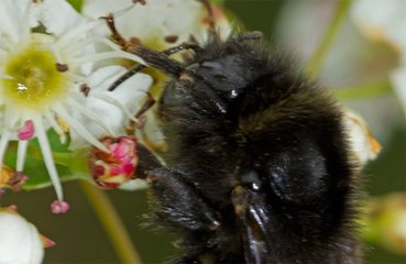 Bees can play football!