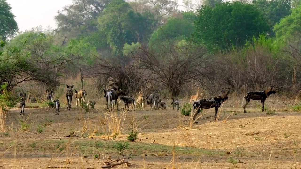 Geschichten aus Sambia Staffel 1 Folge 6 HD Deutsch