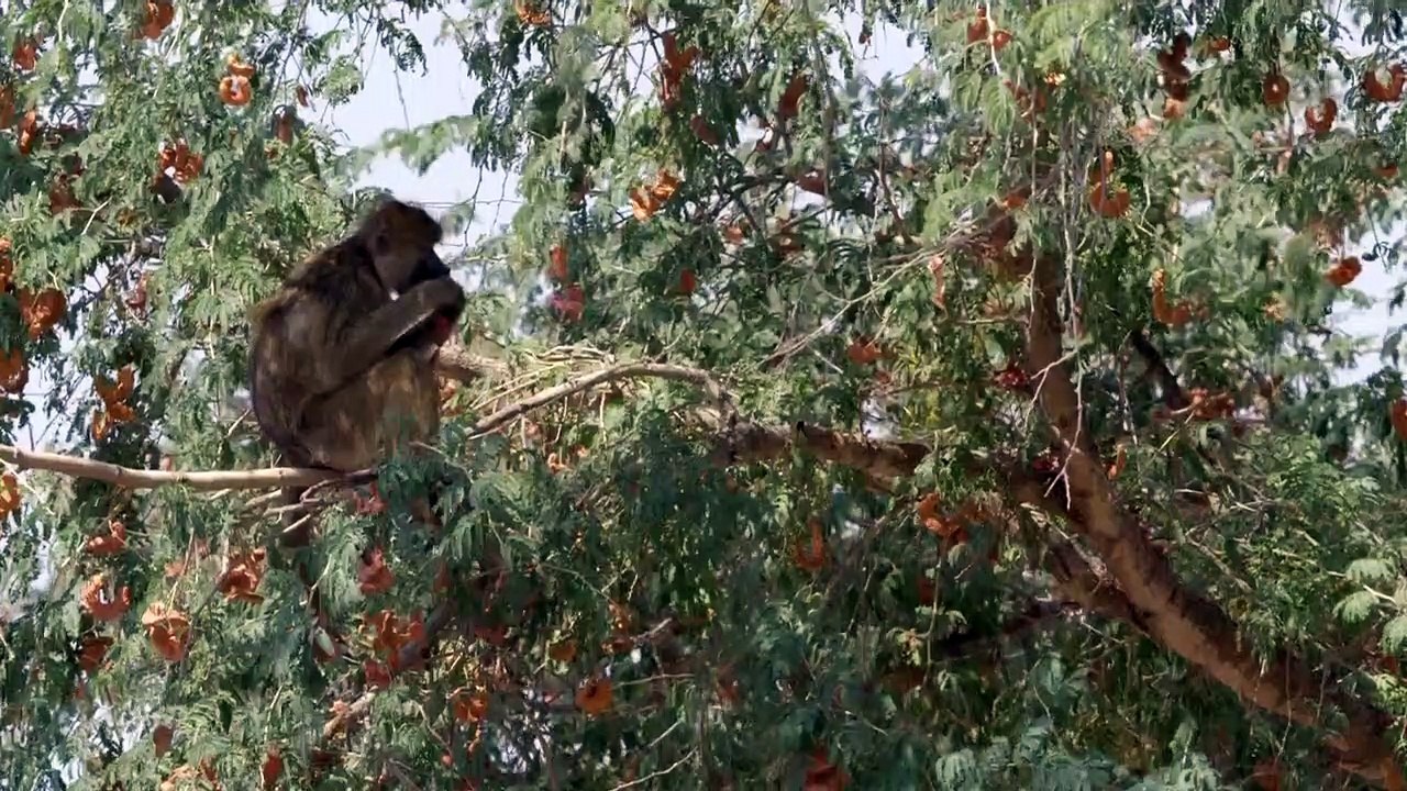 Geschichten aus Sambia Staffel 1 Folge 5 HD Deutsch