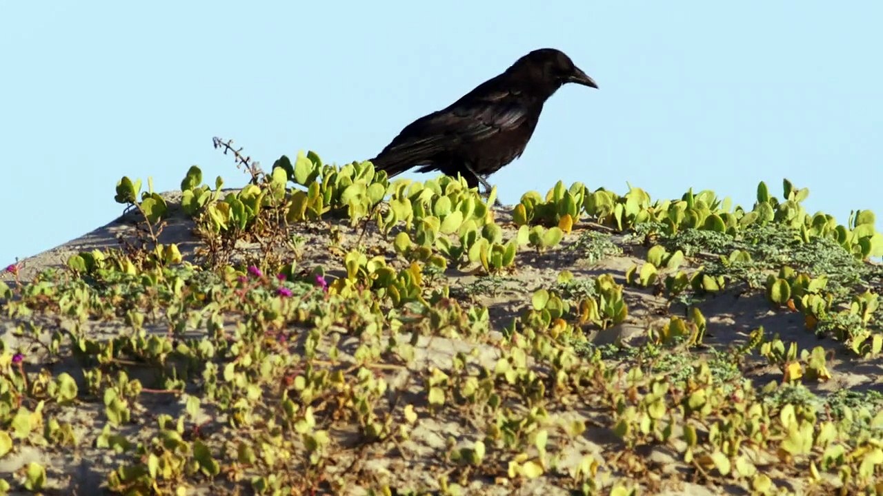 Planet California Staffel 1 Folge 2 HD Deutsch