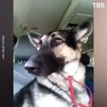 La danse de ce chien qui écoute la radio est à mourir de rire
