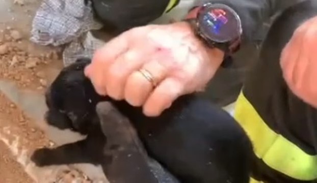 Porto Torres (SS) - Salvato cagnolino bloccato in un canale (31.10.22)