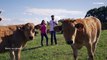 El trabajo de los ganaderos y el secreto de la exquisitez de la carne de vacuno asturiana y gallega