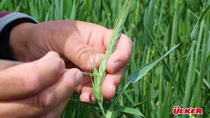 Murat Ülker:  “Aliağa Bisküvilik Buğdayı” projesi
