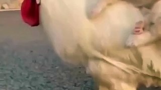 Dog Funny Video