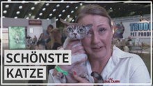 Belgien: Jury kürt die schönsten Katzen der Welt