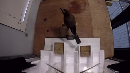 Experiment shows birds using self-control to resist food temptation