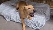 Rescue dog learns to bark again after being saved from fighting ring