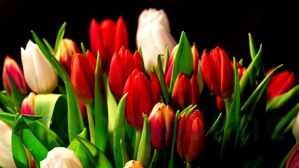 Islamic scholar.. quran teach.. quranic mean for humen.