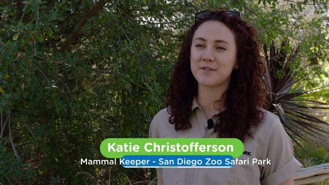 There’s Nothing Better Than Reuniting With a Pal After Surgery and This Tiger Cub Got to Experience Just That