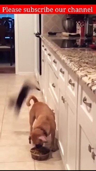 Funny animals video