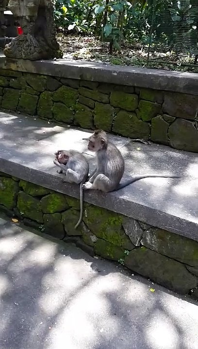 Baby monkey got bitten on his head!!
