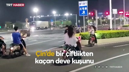 Çin'de deve kuşu firar etti