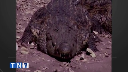 tn7-recomendaciones-sobre-comportamiento-de-cocodrilos-311022