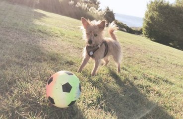 Dog Breeds That Make the Best Companions