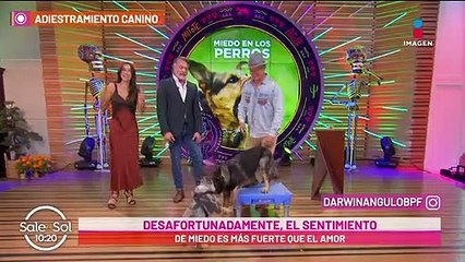 Perros con miedo: ¿Cómo ayudarlo a que lo supere? Con Darwin Angulo