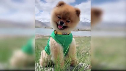 Beautiful Cute Puppies Videos Compilation