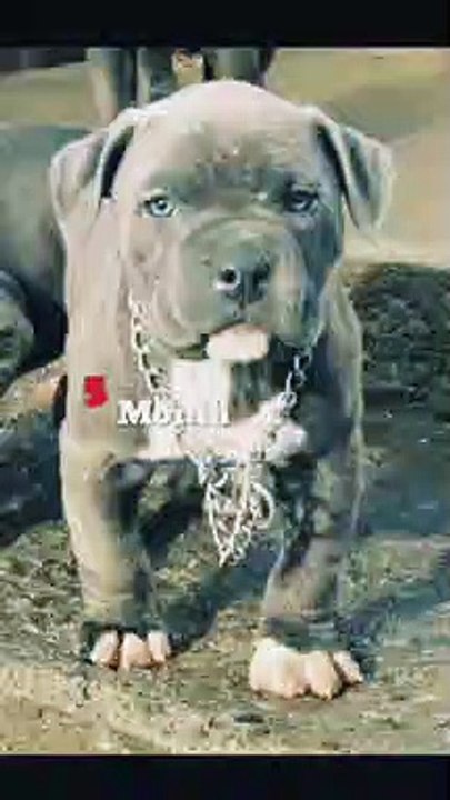 How Dog Raise Funny Animal Video