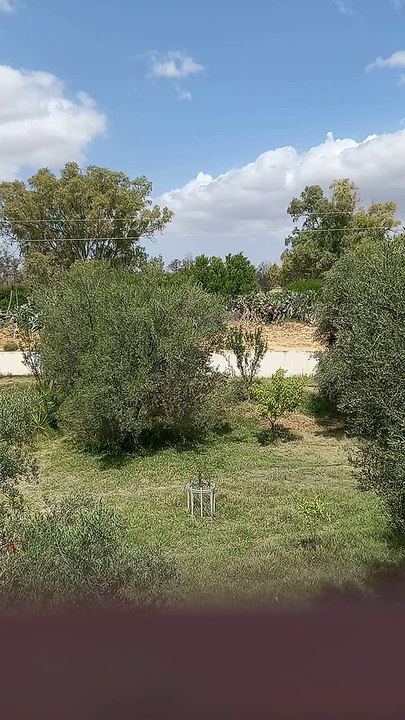 ASMR  Nature & Oiseaux