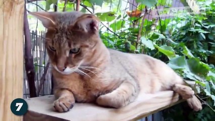 7 Spesies Kucing Paling Berbahaya Yang Lebih Mematikan Dari Singa!!