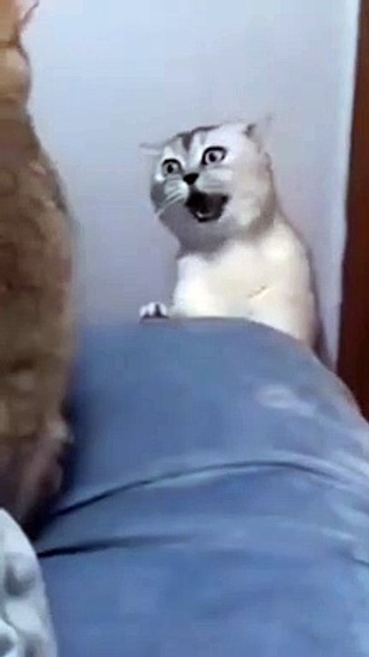 Funny cats 