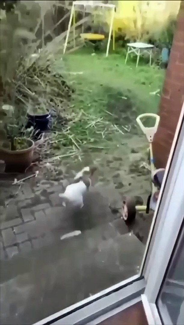 Funny Dog And Funny Animal #Animal #kids#funny Animal Video #funny video #funny kids