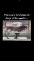 Two Type Dogs #Dog #Funny Dog #funny Animal Video #funny video #funny kids