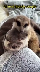 PASANGAN YANG SERASI| KESERUAN DUNIA BINATANG