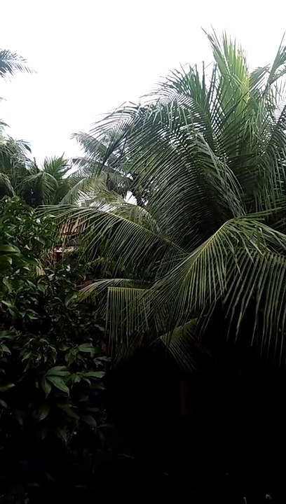 Paqi Yang Segar Di desa bebas Polusi