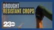 Genetic research into creating drought-resistant crops are paying off for American farmers